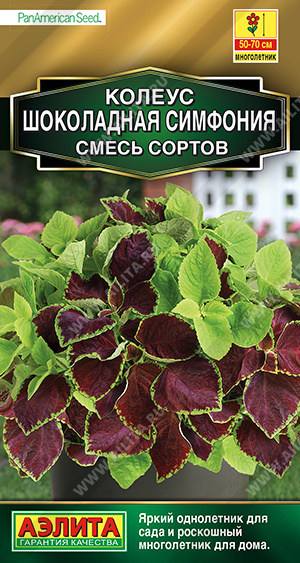 Колеус Шоколадная симфония "Аэлита"