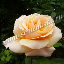 Роза чайно-гибридная Голден Медальон 1шт