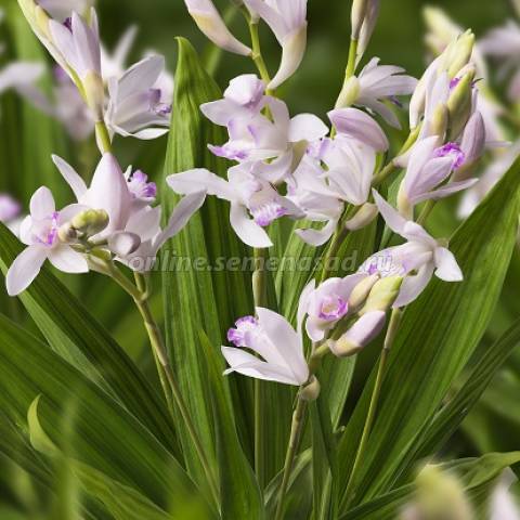 Блетилла полосатая Кутибэне