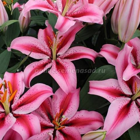 Лилия Восточная Джейберд 2шт/уп