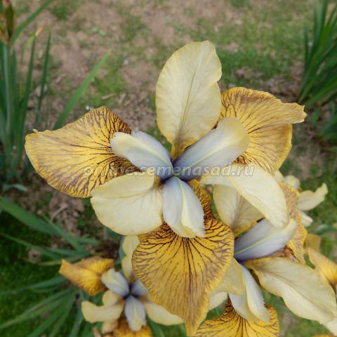 Ирис сибирский Флайинг Фиддлз 1шт