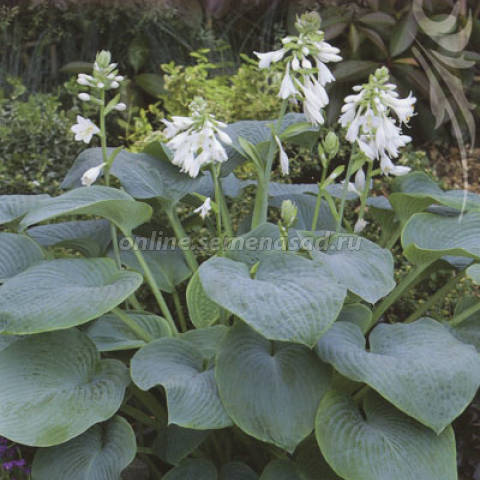 Хоста гибридная Брессингем Блу 1шт