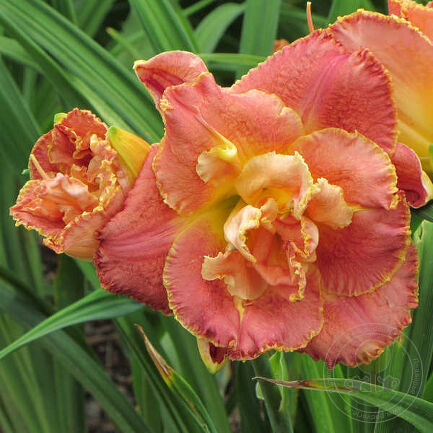 Лилейник гибридный Сьюзан Притчард Пети 1шт