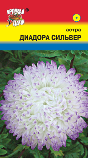 Астра Диадора Сильвер пион  УУ