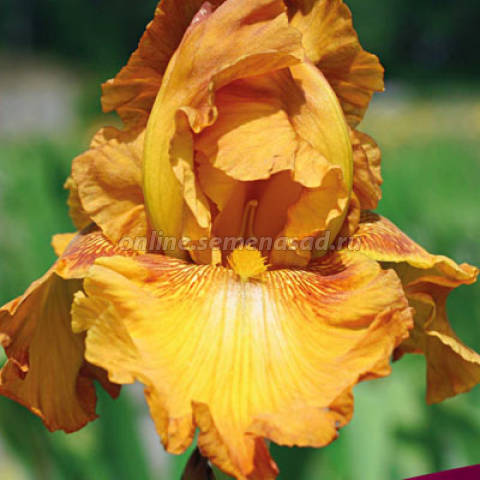 Ирис бородатый Растик Седар 1шт