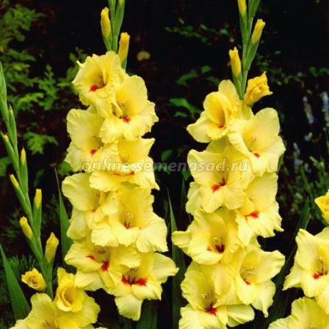 Гладиолус Платини 1шт