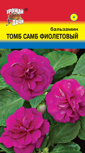 Бальзамин Том Самб Фиолетовый  УУ