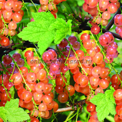 Смородина красная Голландская розовая 1шт