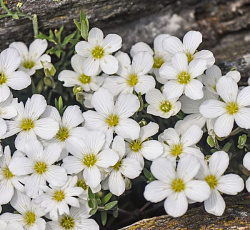 Аренария Снежинки 0,05г "Поиск"