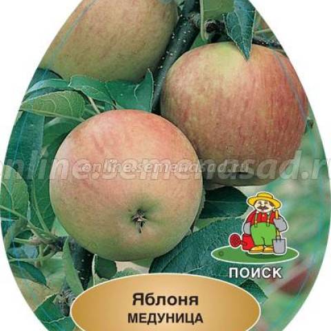 Яблоня Медуница 2-х летн. 1шт