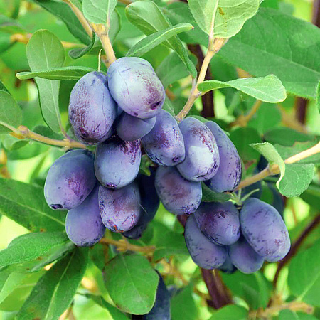 Жимолость съедобная Стровберри Сенсейшн 1шт