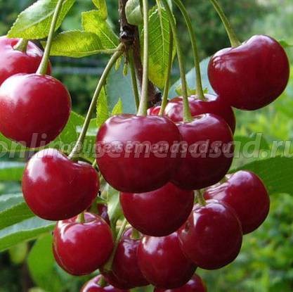 Вишня Морозовка 1шт